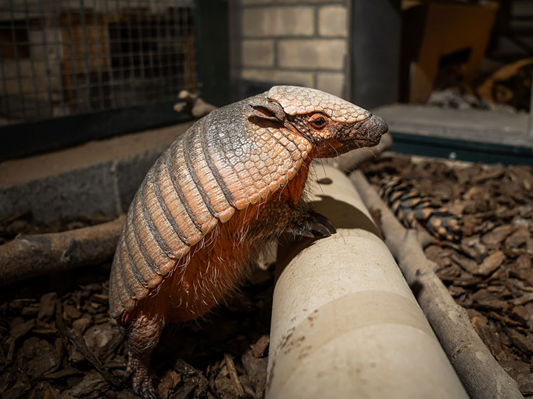 Amber the armadillo at Dearne Valley Campus