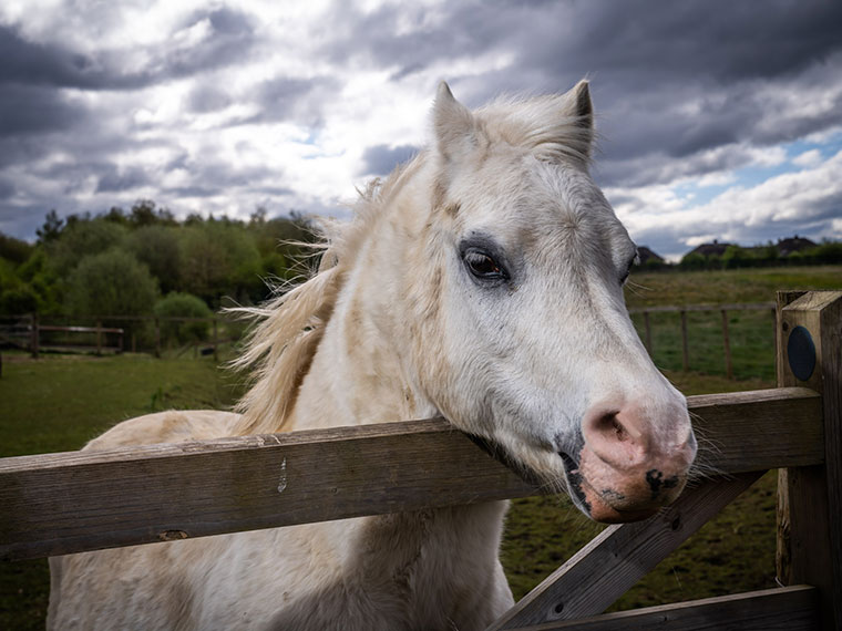 A horse - Animal Care at Dearne Valley College