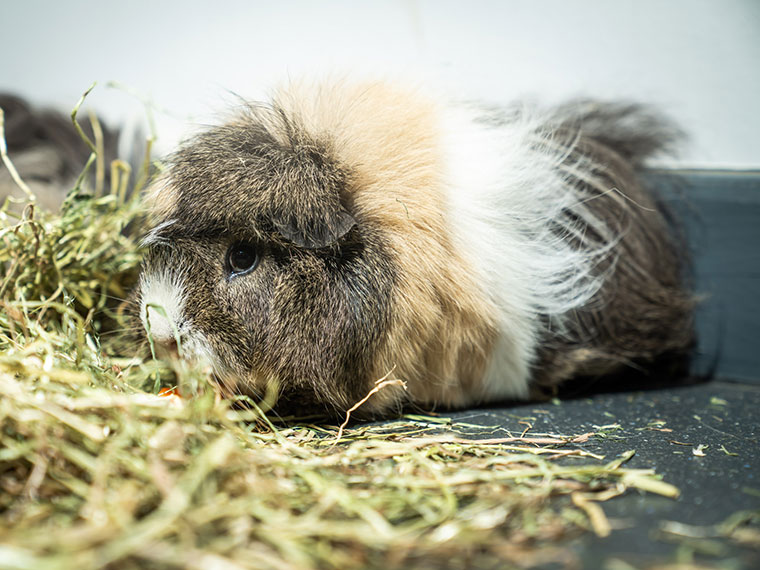 A guinea pig - Animal Care at Dearne Valley College