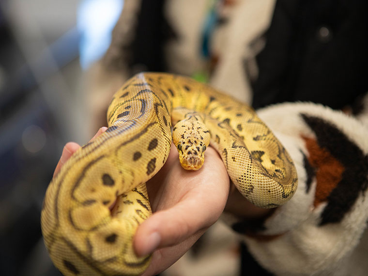 A snake being held by a student