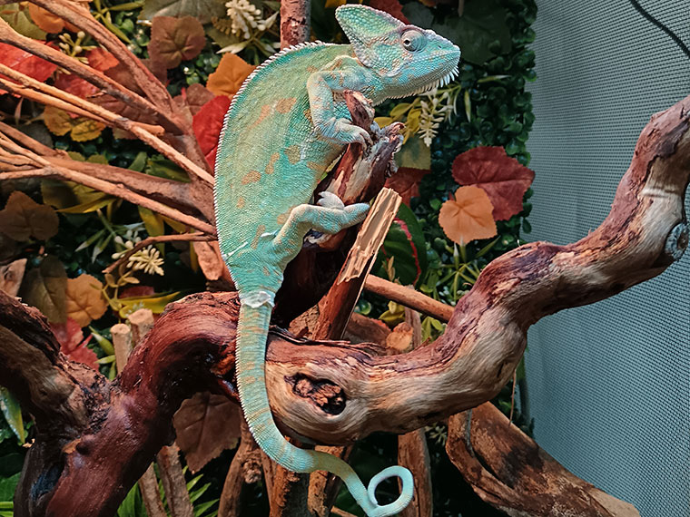 Bongo the stunning chameleon
