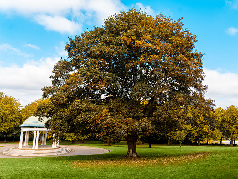 A large tree in Clifton Park, Rotherham