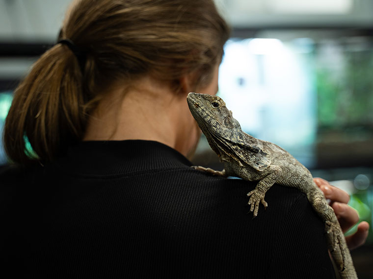 A close up of a reptile sat on someone's shoulder