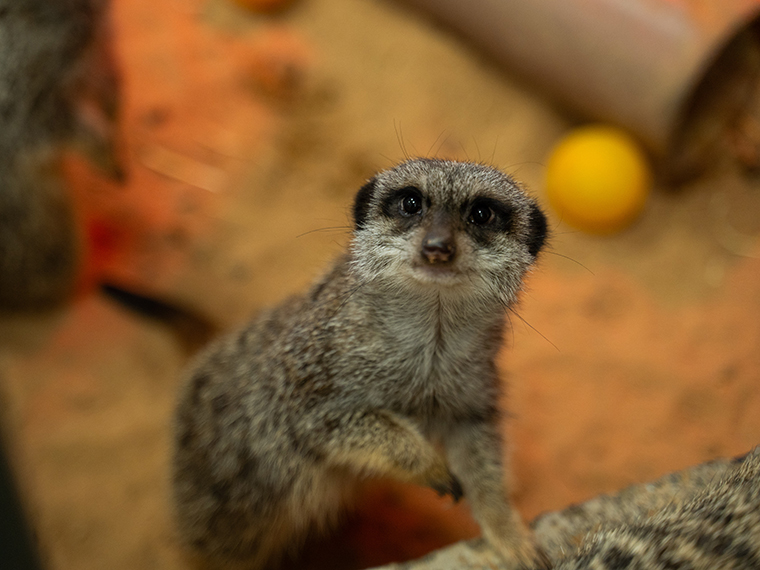 A close up of a meerkat looking at the camera