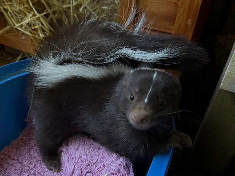 Nova the Skunk